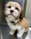 Havanese Puppies for sale in El Paso, TX, USA. price: NA
