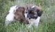 Havanese Puppies for sale in Cheyenne, WY, USA. price: NA