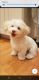 Havanese Puppies for sale in Cumberland, RI 02864, USA. price: $1,500