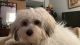 Havanese Puppies for sale in Westchester, FL, USA. price: $800