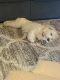 Havanese Puppies for sale in Tyler, TX, USA. price: NA