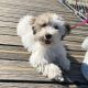 Havanese Puppies for sale in Florida City, FL, USA. price: NA