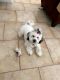 Havanese Puppies for sale in Poinciana, FL, USA. price: $1,000