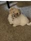 Havanese Puppies for sale in Westland, MI, USA. price: NA
