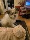Havanese Puppies for sale in Chicago, IL, USA. price: $1,500