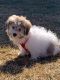 Havanese Puppies for sale in Dundee Township, IL 60118, USA. price: $750
