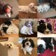 Havanese Puppies for sale in New York, NY, USA. price: $1,000