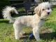 Havanese Puppies for sale in Westminster, MD, USA. price: NA