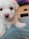 Havanese Puppies for sale in Chicago, IL 60804, USA. price: $650