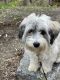 Havanese Puppies for sale in Exeter, NH 03833, USA. price: NA