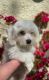 Havanese Puppies for sale in Livonia, MI, USA. price: $500