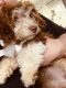 Havanese Puppies for sale in Waterloo, IA 50701, USA. price: NA