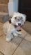 Havanese Puppies for sale in Dover, NH 03820, USA. price: NA