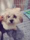 Havanese Puppies for sale in Brighton, CO, USA. price: NA