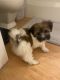 Havanese Puppies for sale in Thornton, CO, USA. price: $2,000