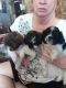 Havapoo Puppies for sale in West Plains, MO 65775, USA. price: $650
