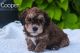 Havapoo Puppies for sale in Millersburg, OH 44654, USA. price: $1,800