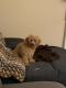 Havapoo Puppies for sale in Laurel, MD, USA. price: NA