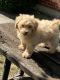 Havapoo Puppies for sale in Dayton, OH, USA. price: $1,300