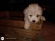 Havapoo Puppies for sale in Monett, MO, USA. price: $325