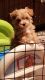 Havapoo Puppies for sale in Wentworth, MO 64873, USA. price: $1,000