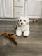 Havapoo Puppies for sale in Central Islip, NY 11722, USA. price: $2,800