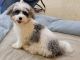 Havapoo Puppies for sale in St. Petersburg, FL, USA. price: $3,500