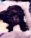 Havapoo Puppies for sale in Jefferson City, MO, USA. price: $900