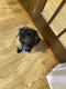 Havapoo Puppies for sale in Youngstown, OH, USA. price: $300