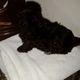Havapoo Puppies for sale in Eagle Point, OR 97524, USA. price: $975