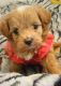Havapoo Puppies for sale in Greer, SC, USA. price: $2,800
