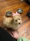Havapoo Puppies for sale in Danbury, CT, USA. price: NA
