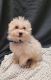 Havapoo Puppies for sale in Belleville, IL, USA. price: NA