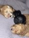 Havapoo Puppies for sale in Franklin, MA 02038, USA. price: $2,200