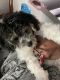 Havapoo Puppies for sale in Milwaukee, WI, USA. price: NA