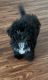 Havapoo Puppies for sale in Dallas, TX, USA. price: $2,000