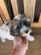 Havapoo Puppies for sale in Cochise, AZ 85606, USA. price: $800