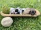 Havapoo Puppies for sale in Florence, KY, USA. price: NA