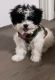 Havapoo Puppies for sale in Seattle, WA, USA. price: $1,200