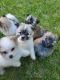 Havapoo Puppies for sale in Hardwick, MA, USA. price: NA