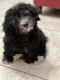Havapoo Puppies for sale in Las Vegas, NV, USA. price: NA