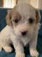 Havapoo Puppies for sale in Olive Branch, MS 38654, USA. price: NA