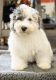 Havapoo Puppies for sale in Houston, TX 77035, USA. price: $4,000