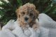 Havapoo Puppies for sale in London, OH 43140, USA. price: $1,000