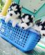 Havapoo Puppies for sale in New York, NY, USA. price: NA