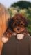 Havapoo Puppies for sale in London, OH 43140, USA. price: NA