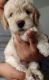 Havapoo Puppies for sale in San Diego, CA 92102, USA. price: NA