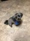 Havapoo Puppies for sale in Odessa, MO 64076, USA. price: NA