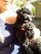 Havapoo Puppies for sale in Albany, OR 97321, USA. price: $800