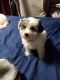 Havapoo Puppies for sale in Kent, WA, USA. price: $1,400